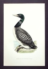 WHITE BILLED DIVER, YELLOW