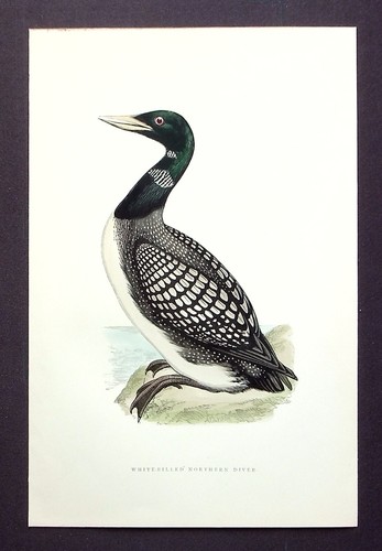 White billed diver - billed, yellow