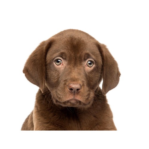 Photo animal dog - animal, puppy