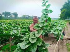 Indian Bangladeshi Poi Shak Big Leaf Malabar Spinach Easy Grow 30 Seeds