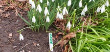 Galanthus Magnet.   Sold In