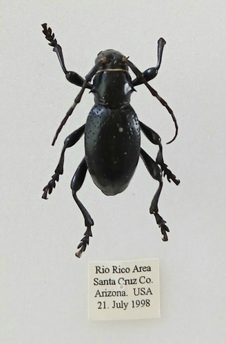 Moneilema armatum longhorn - moneilema,