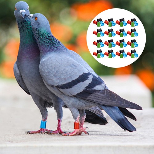100pcs pigeon racing - pigeon,