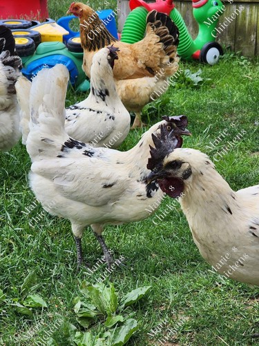 Chicken hatching eggs bym - 3+,
