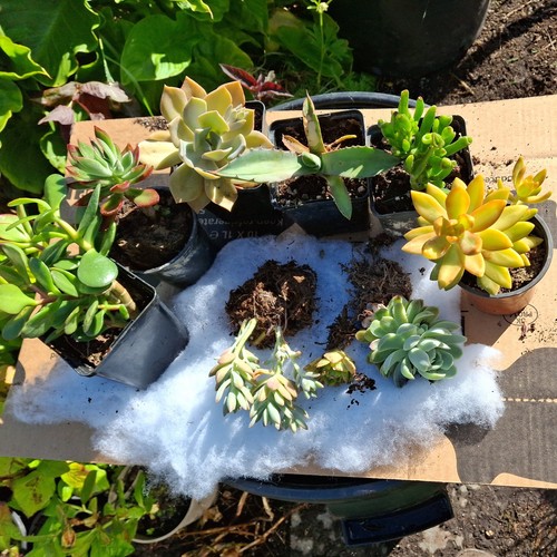 Succulent collection as - ,