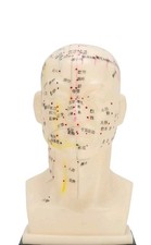 Head Acupuncture Model