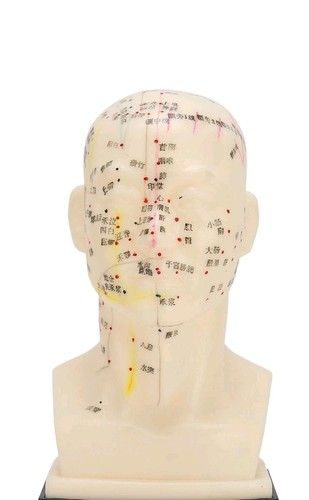 Head acupuncture model - head,
