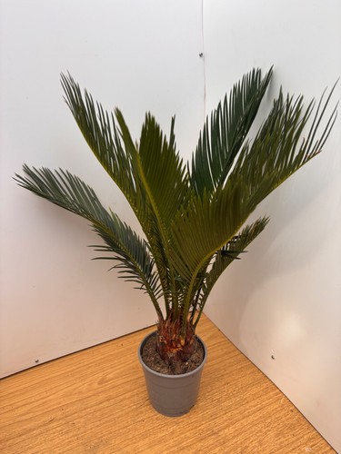 Cycas revoluta sago - cycas,