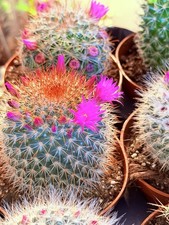 Mammillaria Flowering Cactus