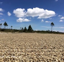 SUMATRA MANDHELING G1 RFA Green/Raw 100% Arabica Coffee Beans For Home Roasting