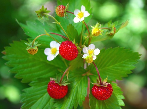 Wild strawberry seeds - strawberry,