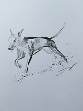 Original signed Ink sketch of Whippet Greyhound Lurcher A4 approx.