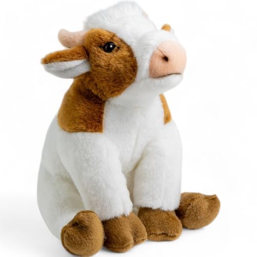 Cow sitting brown - and, white