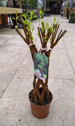 Twisted willow trees rooted - willow,