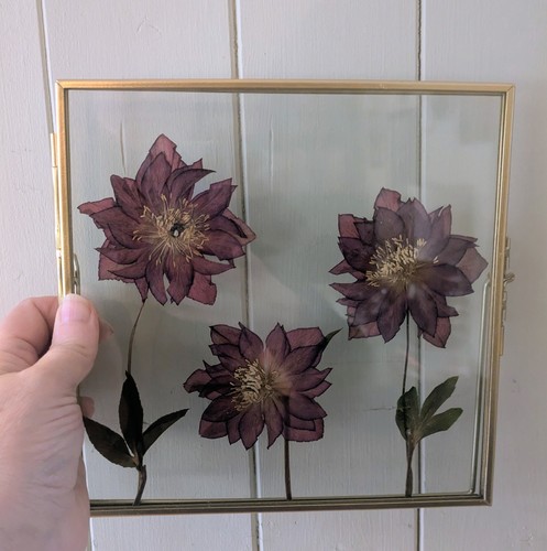 Pressed flowers frame - pressed,
