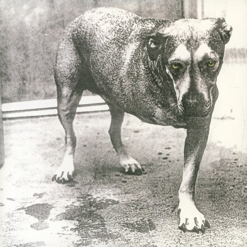 Alice chains - alice, in