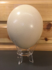 10 x Blown Ostrich Eggs