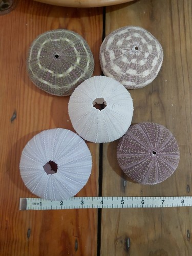 Job lot sea urchin - job, of