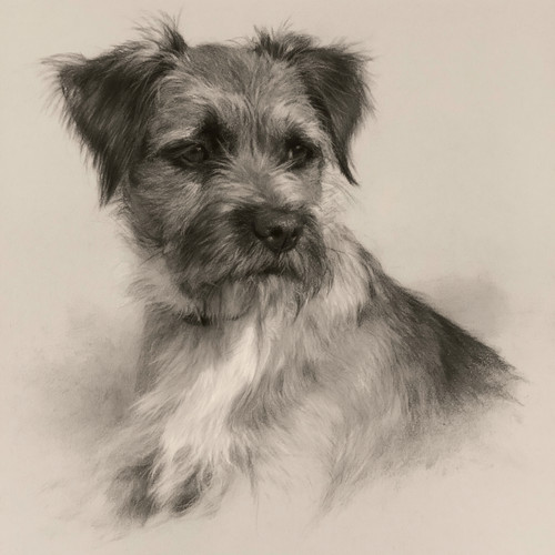 Border terrier size - a4,