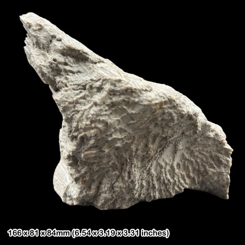 Rare halysites chain coral - rare,