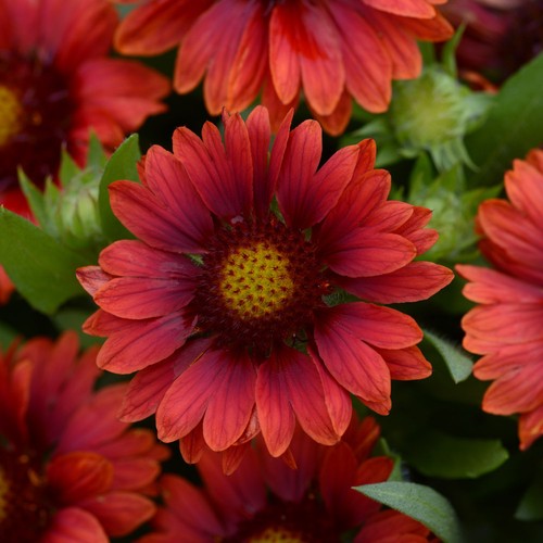 Gaillardia mesa red blanket - gaillardia,