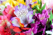 5 Alstroemeria Peruvian Lily