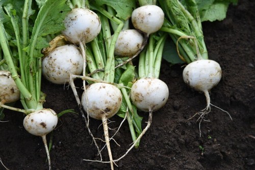 Turnip tokyo cross - cross, 1