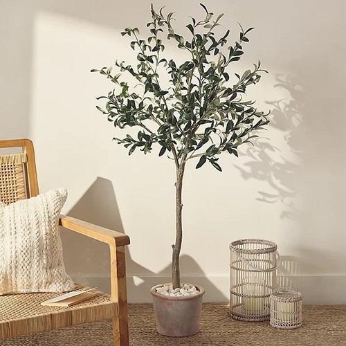 The white company olive - the, potted