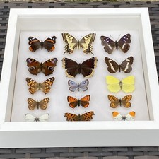 A FINE COLLECTION OF 15 FRAMED BRITISH & EUROPEAN BUTTERFLY SPECIMENS TAXIDERMY 