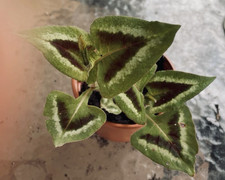 Persicaria 'Purple Fantasy'