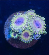 White Walker High End Zoa Zoanthid 1 polyp Frag Coral
