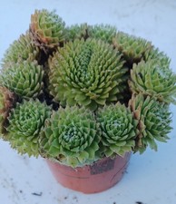 Sempervivum Green Pixie Alpine