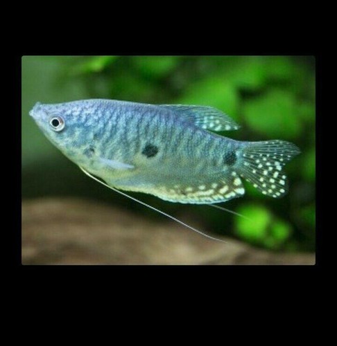 Pack blue gourami 2 - blue, +2"