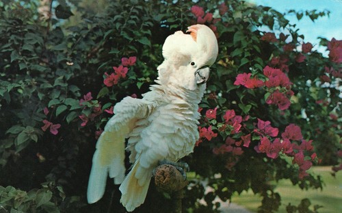 Vintage postcard 1971 moluccan - vintage,
