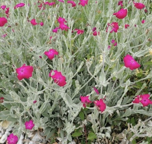 Lychnis coronaria rose campion - lychnis,