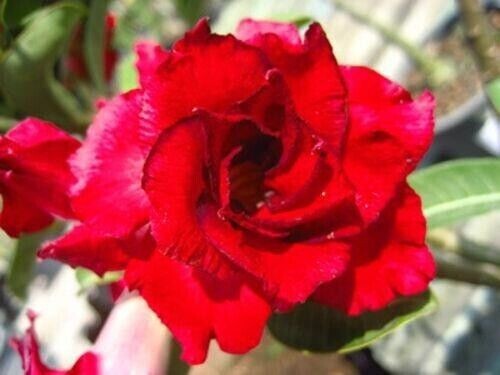 Adenium obesum doungdee - adenium,