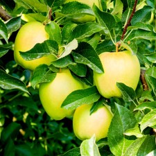 Golden Delicious Apple Tree