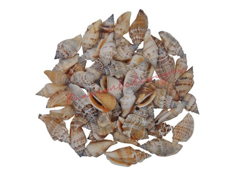 Natural shells seashells - natural,