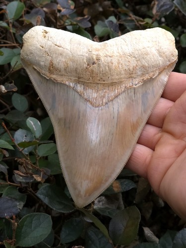 Megalodon shark tooth - “,