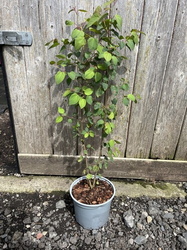 Katsura tree 80cm tall - 60/80cm,
