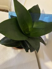 Sansevieria H Near 15-20 Sm