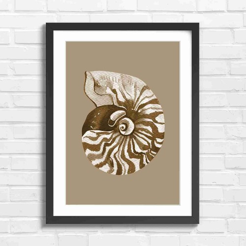 Vintage nautilus shell - nautilus,