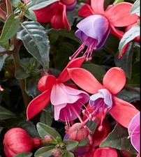 Fuchsia “Bella Susanna”