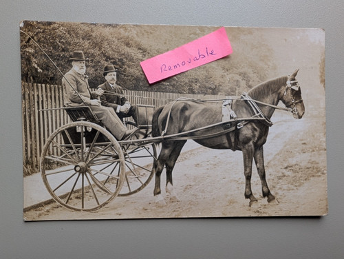 Old photo horse - horse, animal