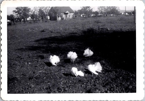 Vintage black white photo - white,