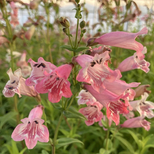 Beardtongues penstemon - beardtongues,
