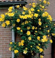 POTTED 2 LITRE CLIMBING ROSE