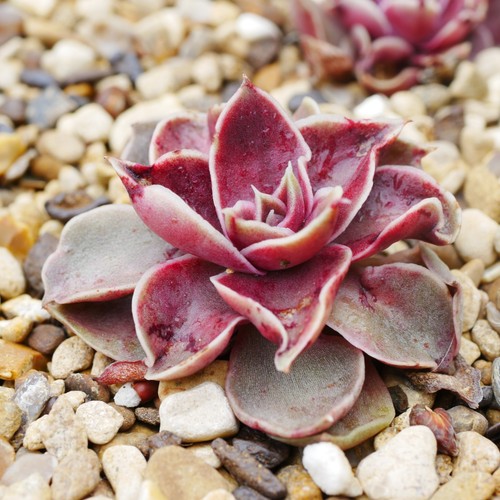 Echeveria brown rose 4cm - echeveria,
