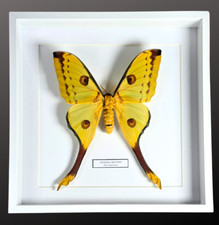 Framed Comet Moth. Entomology