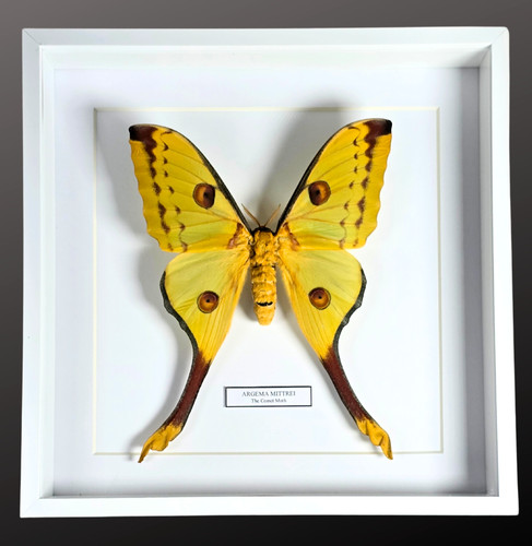 Framed comet moth entomology - comet, moth.